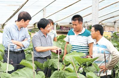 图为河南省农科院高冠英（左二）副研究员在兰考县指导蔬菜种植。.jpg
